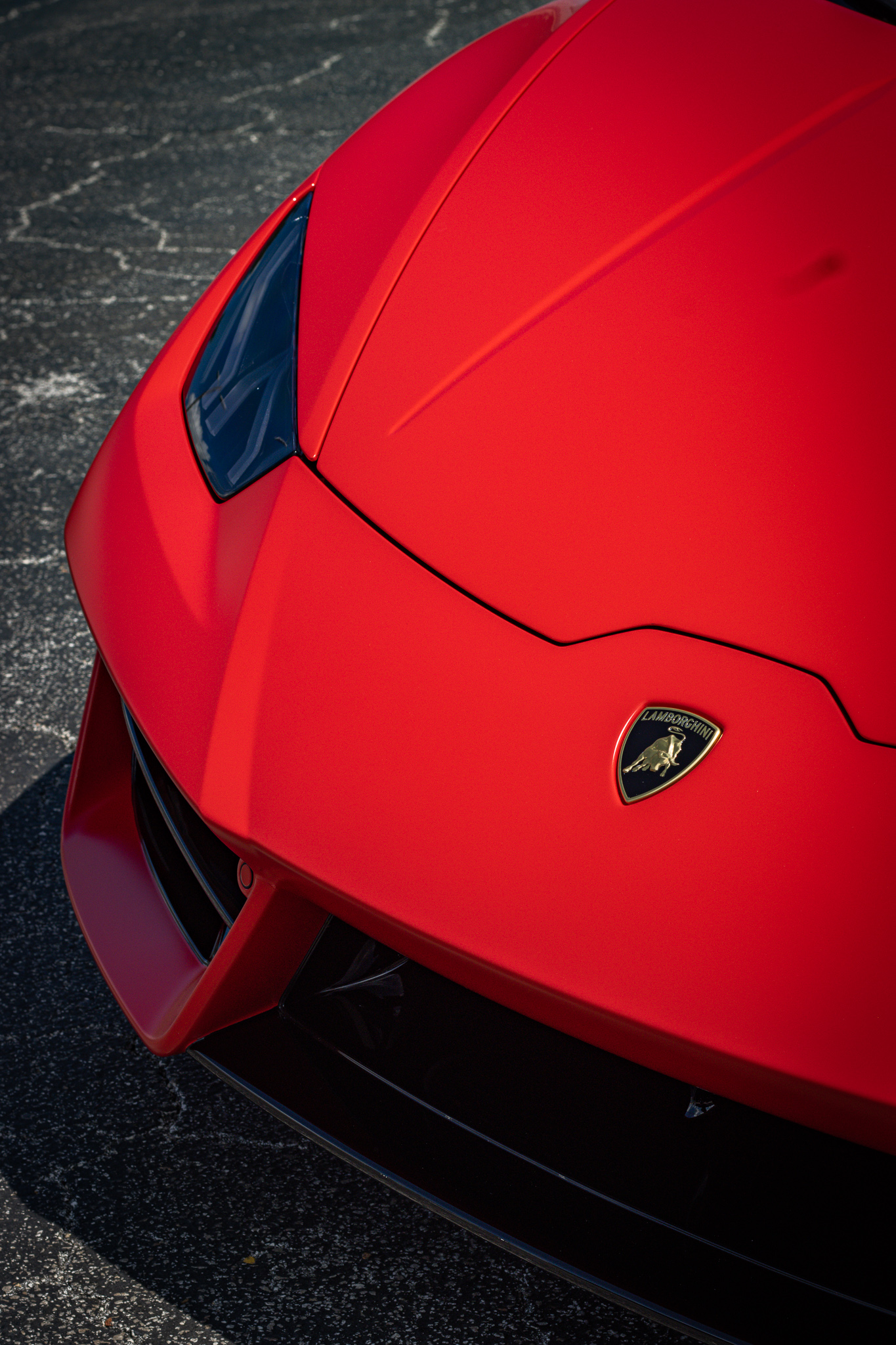Tampa paint protection